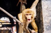 Investigadores españoles crean embriones híbridos de humano y mono