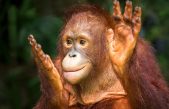 La inteligencia de los orangutanes no deja de sorprendernos