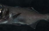 El pez ojo de linterna usa la bioluminiscencia para ‘quedar’ de noche