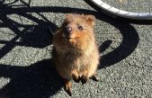 Conoce al quokka, el animal que ha cautivado el corazón de los tuiteros