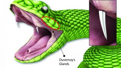 Un parche similar a un colmillo de serpiente administra rápidamente medicamentos líquidos a roedores