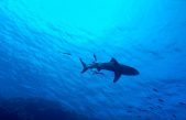 Descubren tiburones que brillan en el fondo marino gracias a un mecanismo único