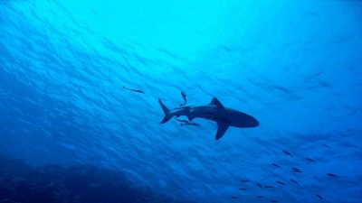 Descubren tiburones que brillan en el fondo marino gracias a un mecanismo único