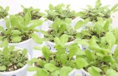 “Escudo” vegetal: estudian una proteína que defiende a las plantas de las adversidades