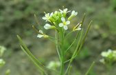 La memoria de las plantas