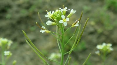 La memoria de las plantas