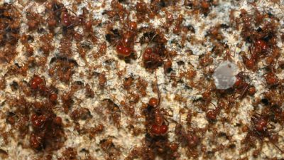 Estas hormigas podrían ayudar a resolver el problema de la resistencia a antibióticos