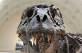 Desvelan el misterio de los agujeros en la cabeza del T-Rex