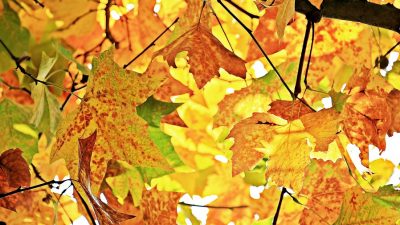 Equinoccio de otoño: ¿por qué este año es el 23 de septiembre en vez del 21?