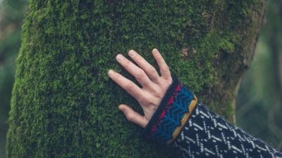 ¿Por qué son tan importantes los bosques?