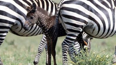 Una pequeña cebra con lunares en vez de rayas sorprendió a los visitantes del Maasai Mara TWITTEAR COMPARTIRAzucena Martín – Sep 18, 2019 – 15:04 (CET)