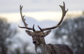 Resurge sin ayuda de la genética un ciervo dado por extinto hace 80 años