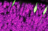 Descubren el nacimiento de la visión, desde la retina hasta el cerebro