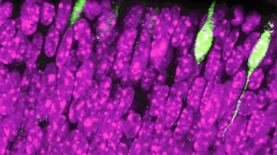 Descubren el nacimiento de la visión, desde la retina hasta el cerebro