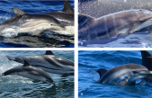 Hallan por primera vez en el mundo un ejemplar de delfín híbrido en alta mar