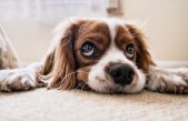 Tener un perro mejora tu salud
