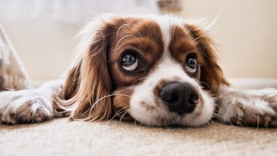 Tener un perro mejora tu salud