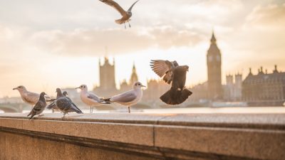 Si las palomas son tan buenas como los humanos diagnosticando cáncer, necesitamos algoritmos