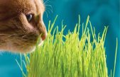 La verdadera razón por la que gatos y perros comen hierba
