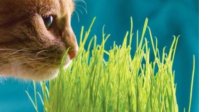 La verdadera razón por la que gatos y perros comen hierba