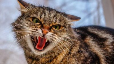 ¿Cómo saber si tu gato está sufriendo estrés? (y cómo evitarlo)