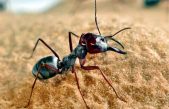 Estas hormigas pueden viajar 108 veces la longitud de su propio cuerpo en solo un segundo