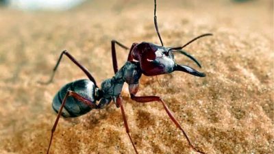 Estas hormigas pueden viajar 108 veces la longitud de su propio cuerpo en solo un segundo