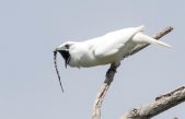 Escucha cómo suena el pájaro más ruidoso del mundo