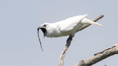 Escucha cómo suena el pájaro más ruidoso del mundo