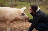 Hay un científico que no cree que vengamos solo del mono, sino también del cerdo. Estos son sus argumentos