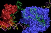 Un nuevo editor CRISPR podría corregir casi todas las enfermedades genéticas