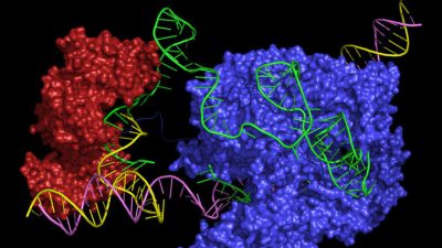 Un nuevo editor CRISPR podría corregir casi todas las enfermedades genéticas