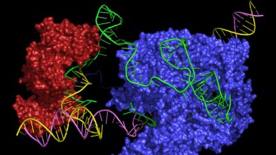 Un nuevo editor CRISPR podría corregir casi todas las enfermedades genéticas