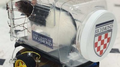 Enseñan a ratas a conducir por el bien del cerebro humano