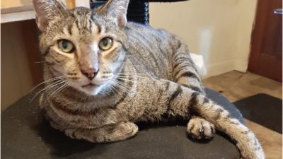 Vuelve a ser el día del gato, el animal que celebra esta fiesta tres veces al año