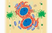 Identificados los genes responsables de la regeneración del hígado