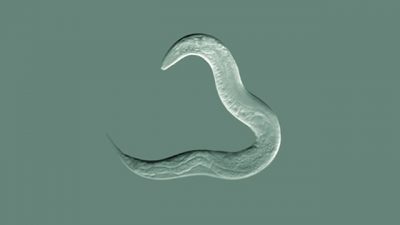 Un gusano ‘humanizado’ con CRISPR revela puntos débiles del cáncer