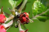 Las hormigas luchan contra las enfermedades de las plantas