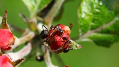 Las hormigas luchan contra las enfermedades de las plantas