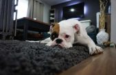 Tu mascota sufre el humo del tabaco mucho más de lo que crees