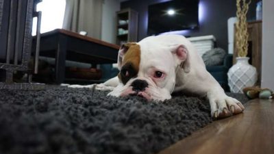 Tu mascota sufre el humo del tabaco mucho más de lo que crees