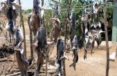 Los pescadores artesanales utilizan métodos antiguos para la preservación de peces