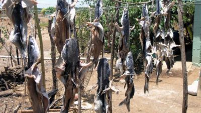 Los pescadores artesanales utilizan métodos antiguos para la preservación de peces