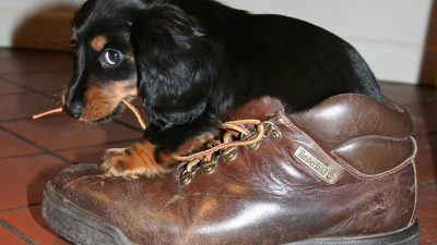 Según la ciencia, los cachorros saben potenciar su ternura