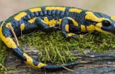 Descubren que los humanos tenemos «oculta» una capacidad de regeneración similar a la de las salamandras
