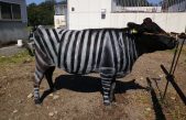 ¿Por qué esta vaca está pintada como una cebra?