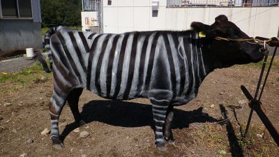 ¿Por qué esta vaca está pintada como una cebra?