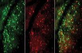 El aprendizaje provoca cambios profundos en el cerebro