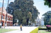 Éste es el árbol con el diámetro del tronco más grande y necesita un buen puñado de personas para rodearse por completo