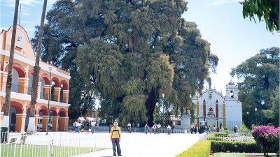 Éste es el árbol con el diámetro del tronco más grande y necesita un buen puñado de personas para rodearse por completo